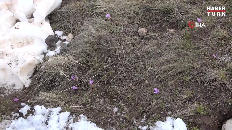 Nemrut'ta karlar arasında açan kardelenlerin güzelliği mest etti