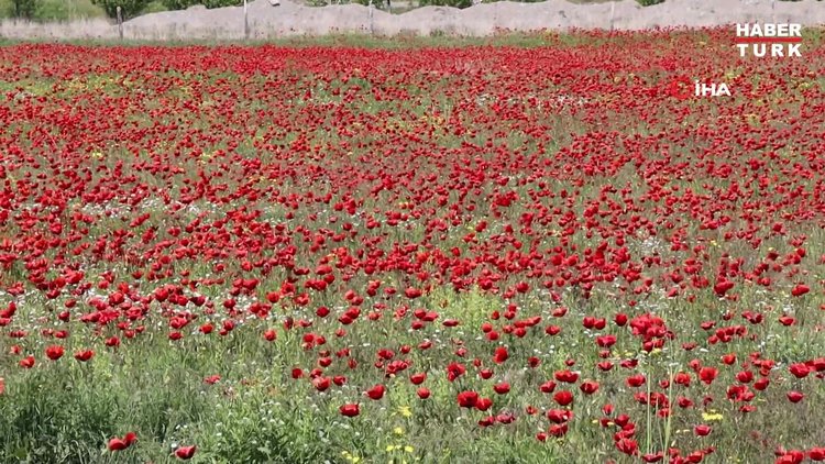 Büyüleyen gelincikler görsel şölen oluşturdu