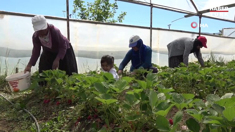 Elazığ'da yılın ilk örtü altı çilek hasadı başladı