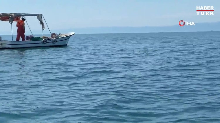 Balıkçı, tekneye yanaşan yunusu besledi