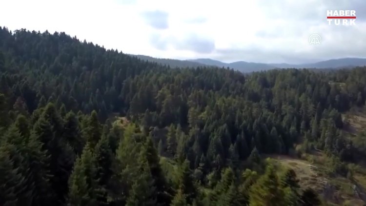 Anadolu Leoparı'nın foto kapanla kaydedilen son görüntüleri paylaşıldı