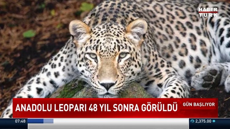 En son 1974'te görülen Anadolu Leoparı tekrar görüldü