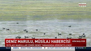İzmir Körfezi, marul tarlasına dönüşüyor