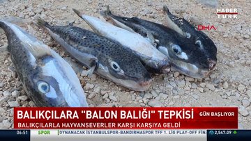 Balon balığı yiyen  kediler öldü