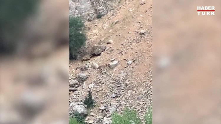 Çalıların arasında gizlenen vaşak, ormanda otlayan yaban keçisini kovaladı