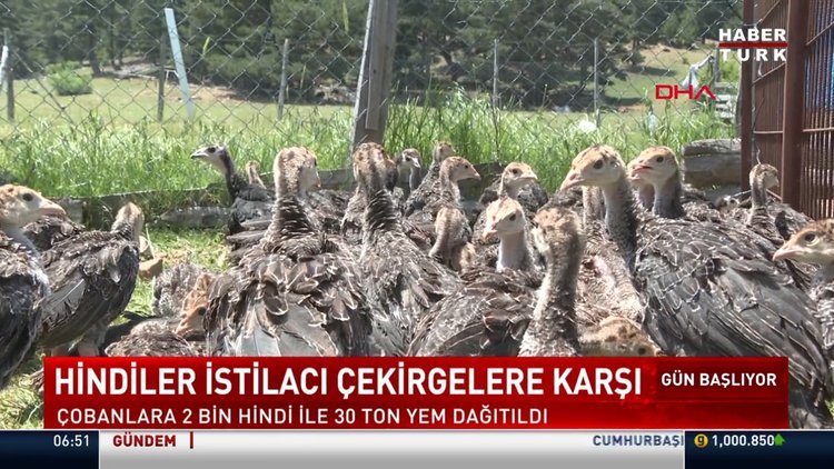 Hindiler istilacı çekirgelere karşı