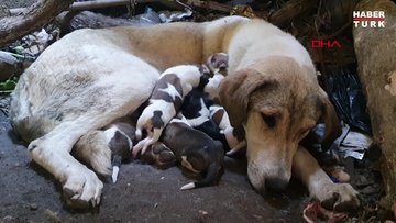 11 yavrulu sokak köpeğine hayvansever sahip çıktı