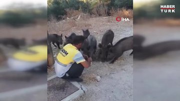 Belediye işçisi, yaban domuzlarını elleriyle besledi