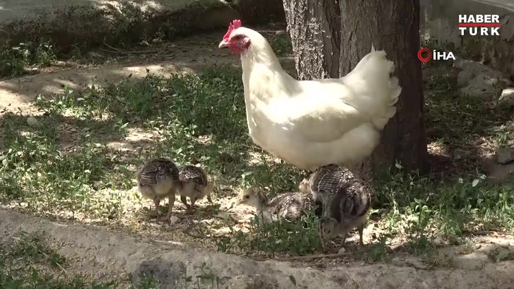 Annelerinin bakmadığı hindi yavrularını tavuk sahiplendi