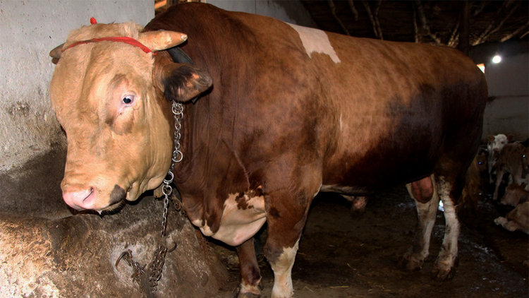 1,3 tonluk kurbanlık boğa 80 bin liradan satışa çıktı