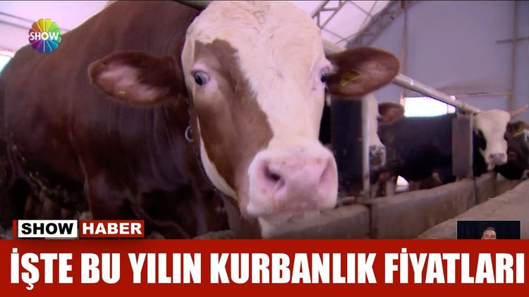 İşte bu yılın kurbanlık fiyatları - Show Ana Haber