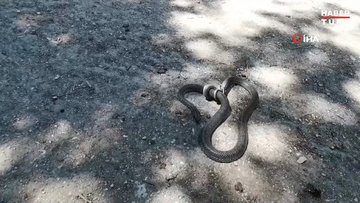 Parktaki yılanı elleriyle yakalayıp çocuklara sevdirdi