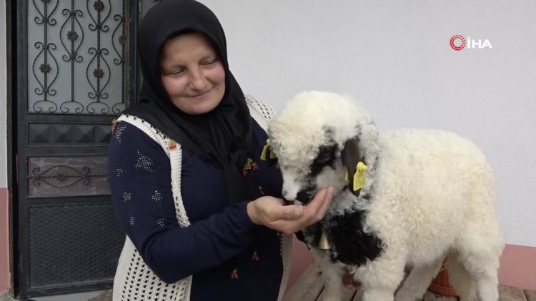 'Anne' diye meleyen kuzu ile sahibinin dostluğu şaşırtıyor