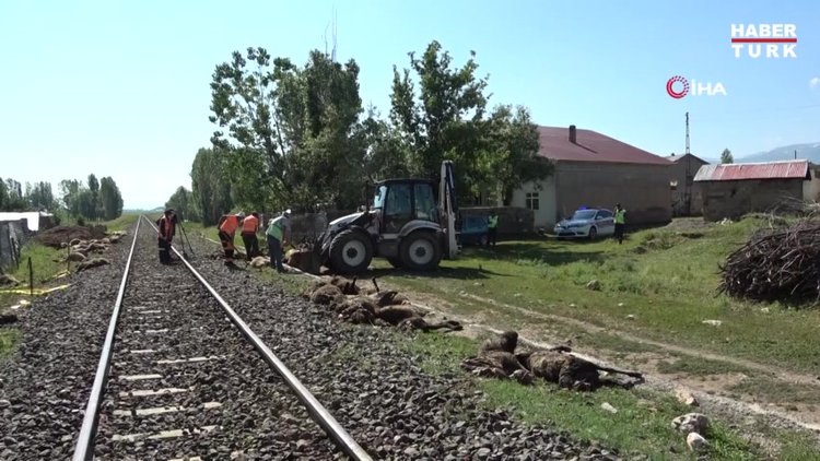 Koyunlarını kurtarmaya çalışan besici yük treninin altında kalarak feci şekilde can verdi