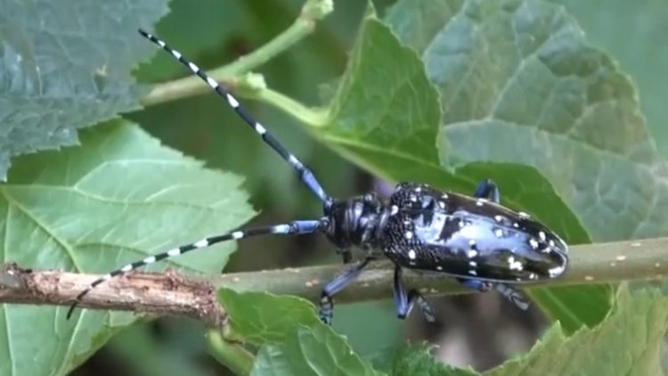 Fındıkçının kabusu "Drakula"