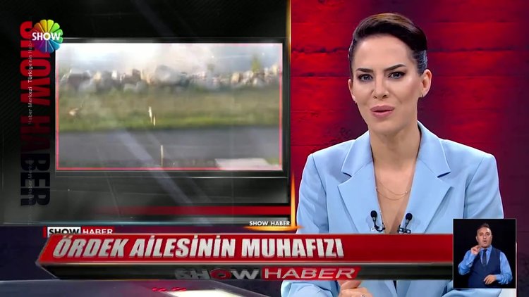 Yol kesen yaban kazı