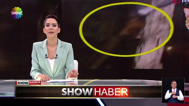 Kediyi tutup aşağı fırlattı