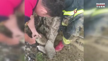 Yağmur suyu kanalında mahsur kalan köpek ve 6 yavrusu kurtarıldı