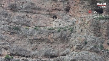 Yavru dağ keçilerinin sarp kayalıklardaki tehlikeli oyunları kamerada