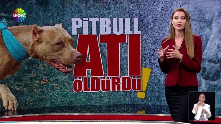 Pitbull atı öldürdü!