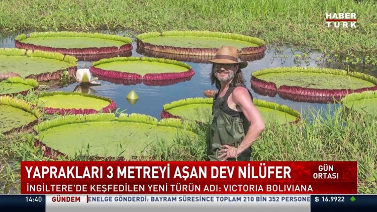 Yaprakları 3 metreyi aşan yeni dev nilüfer
