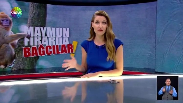 Maymun Çiko artık emin ellerde