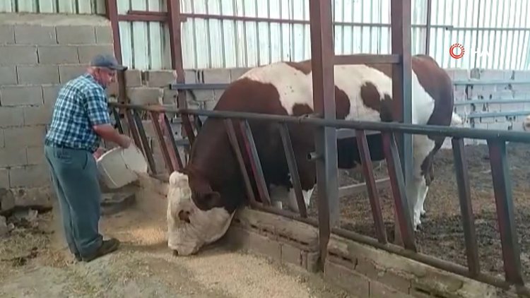 1,7 tonluk boğayı alana koç hediye edecek!