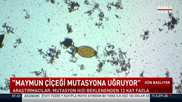 Maymun çiçeği mutasyona uğruyor