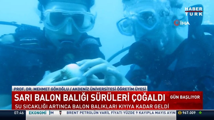 Akdeniz'in küçük işgalcileri