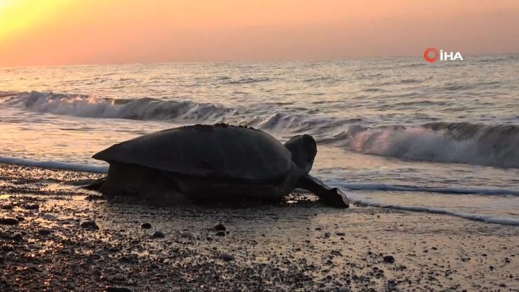 Mersin'de 4 bine yakın Caretta Caretta yuvası tespit edildi!