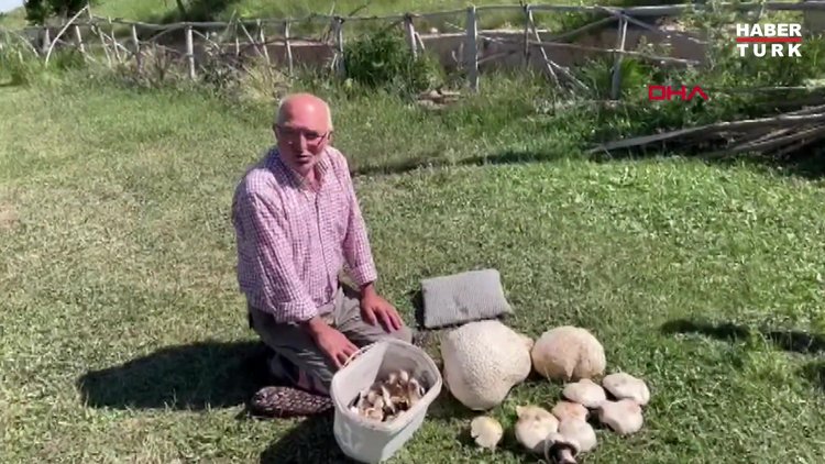 1900 RAKIMLI ARAZİDE 15 KİLOLUK MANTAR BULDU