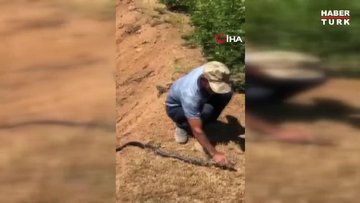Dağda bulduğu 3 metrelik yılanı önce sevdi, sonra doğaya bıraktı