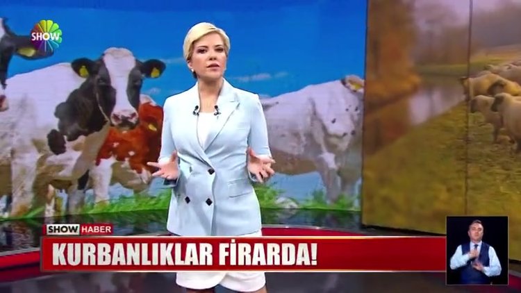 Buldukları yerde kesim yaptılar!