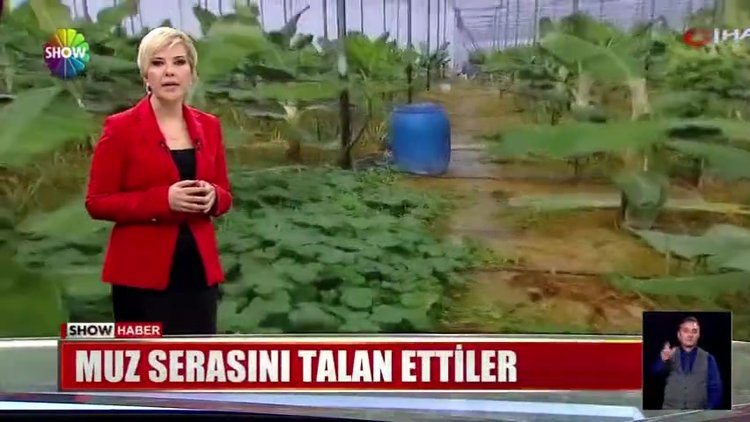Muz serasını talan ettiler