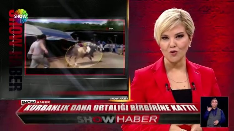 Kurbanlık dana ortalığı birbirine kattı!