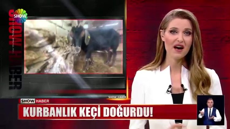 Kurbanlık keçi doğurdu!