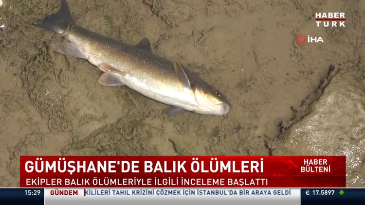 Gümüşhane'de balık ölümleri