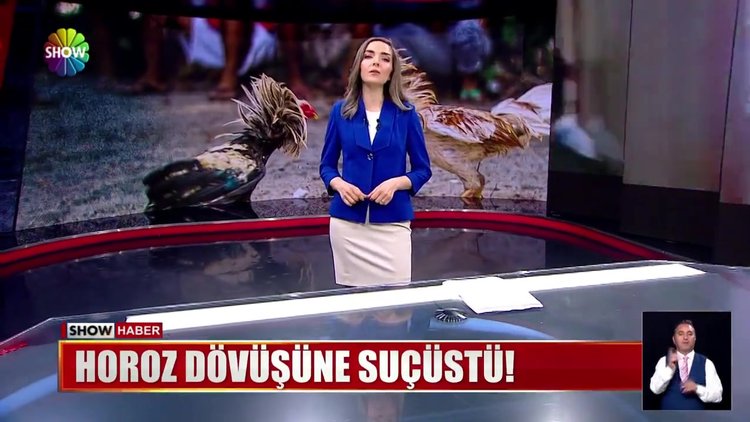 Horoz dövüşüne suçüstü!