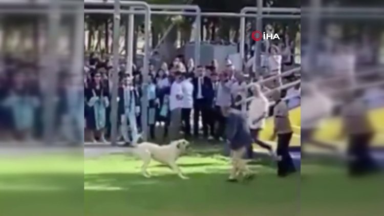 Başıboş köpeğin Ege Üniversitesi mezuniyet töreninde insanlara saldırdığı anlar kamerada