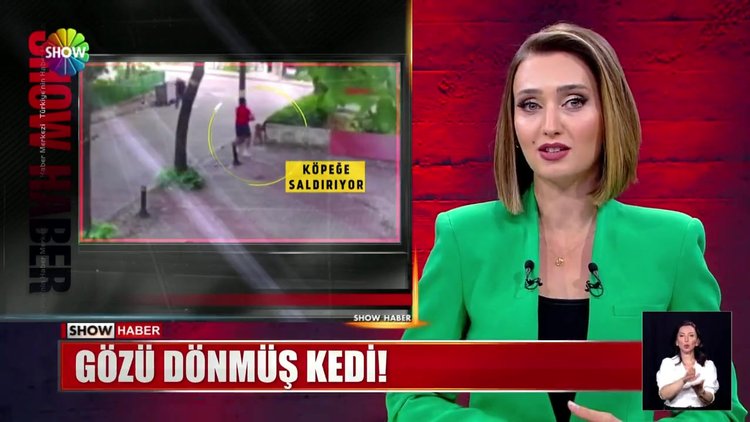 Gözü dönmüş kedi!