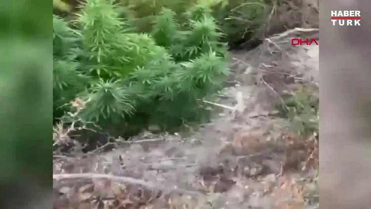 Tarlaya Hint keneviri eken kişi yakalandı