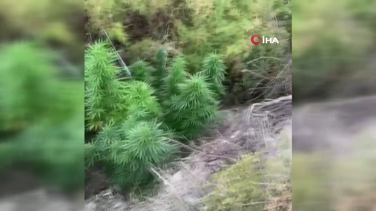 Kenevir tarlasını sularken suçüstü yakalandı