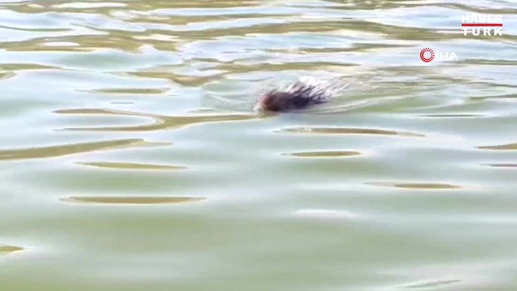 Siirt'te oklu kirpi görüldü, kirpiye zarar veren 5 bin TL ödeyecek!