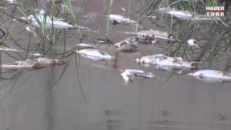 Kızılırmak Nehri kıyısındaki balık ölümlerinin nedeni araştırılıyor
