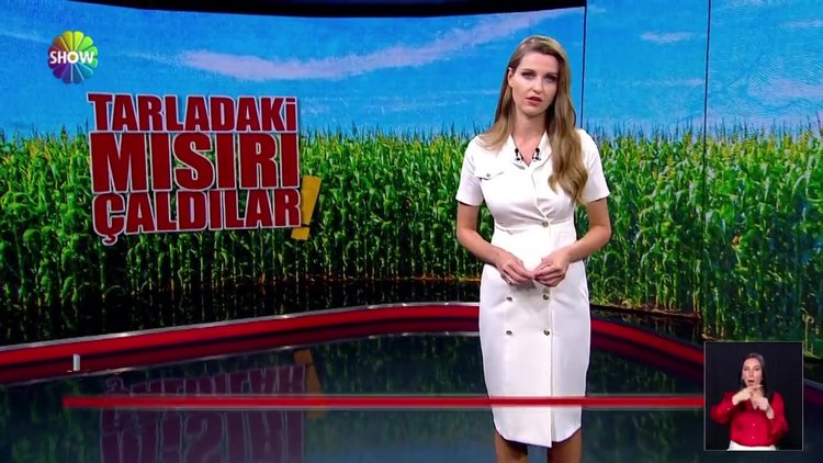 Tarladaki mısırı çaldılar!