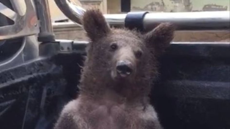 Düzce'de fazla bal yiyen ayı kendinden geçti!