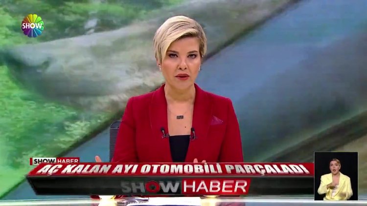 Aç kalan ayı otomobili parçaladı