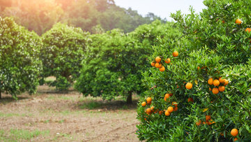 Esra Şaşmaz ile Masal Zamanı: Portakal Ağacı
