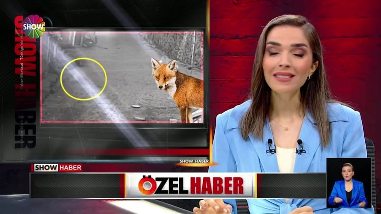 Hırsız tilki çıktı!