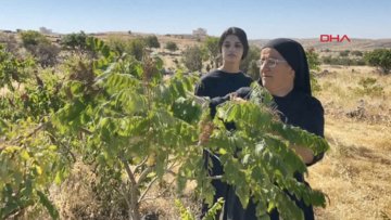 14 dil bilen, 22 kitap yazan Süryani rahibe, Almanya'dan döndüğü köyünde tarım yapıyor